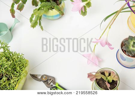 Different succulents and Rosepink Zephyr Lily flower or Pink Rain Lily, Zephyranthes Grandiflora, christmas cactus, gardening tools on white background. Fat lay, top view, botanical concept