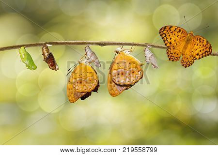 Transformation From Chrysalis Of Common Leopard Butterfly ( Phalanta ) Hanging On Twig