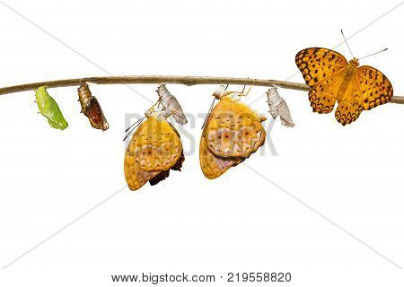 Transformation From Chrysalis Of Common Leopard Butterfly ( Phalanta ) Hanging On Twig