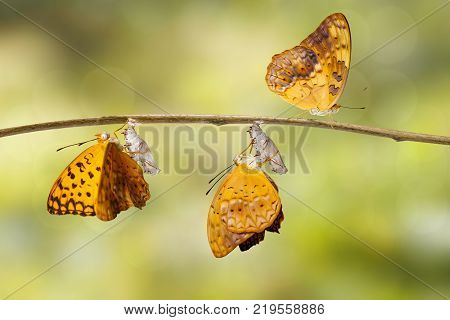 Emerged and chrysalis shell of common leopard butterfly ( Phalanta ) hanging on twig