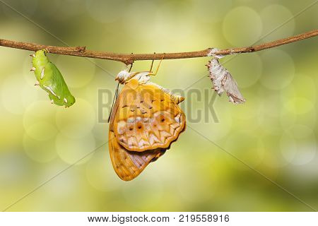 Mature Chrysalis And Emerged Of Common Leopard Butterfly ( Phalanta ) Hanging On Twig