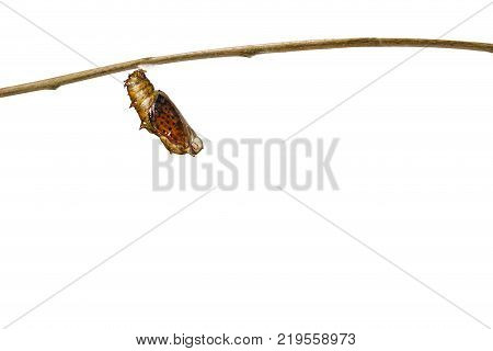 Mature Chrysalis And Emerged Of Common Leopard Butterfly ( Phalanta ) Hanging On Twig