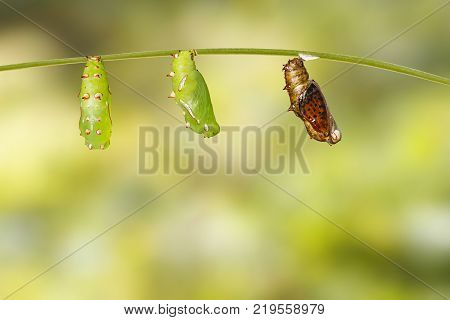 Mature Chrysalis And Emerged Of Common Leopard Butterfly ( Phalanta ) Hanging On Twig