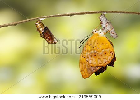 Mature Chrysalis And Emerged Of Common Leopard Butterfly ( Phalanta ) Hanging On Twig