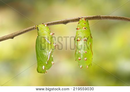 Mature Chrysalis And Emerged Of Common Leopard Butterfly ( Phalanta ) Hanging On Twig