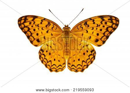 Common Leopard Butterfly ( Phalanta ) Isolated On White