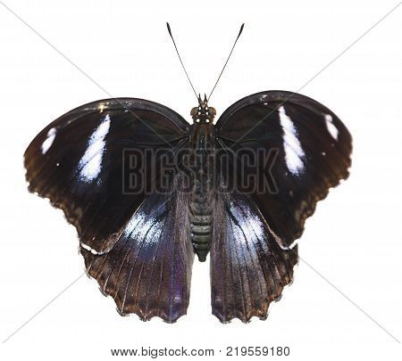 Common Leopard Butterfly ( Phalanta ) Isolated On White