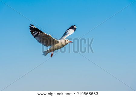 The gulls fly over the blue sky over the blue sea.
