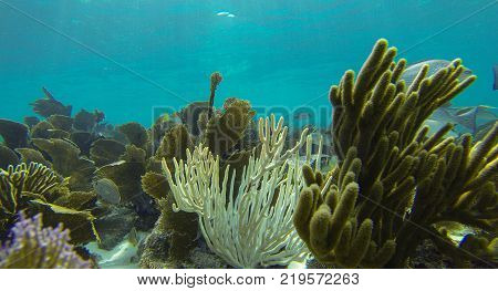 Tropical ocean reef snorkeling the Florida Keys