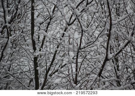 Snowfall Accumulation on trees in the state of Maine.