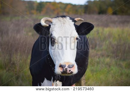 a black cow with a white head in the field in the fall