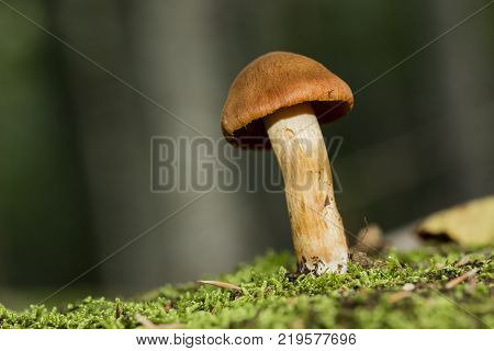 Brown mushroom, somewhere alone in the forest