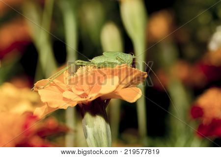 Grasshopper on the flower, enjoying on the sunshine