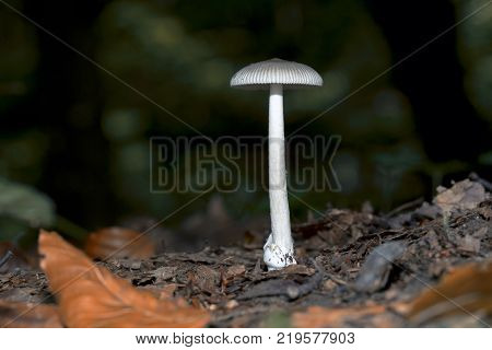White elegant mushroom, somewhere in the forest