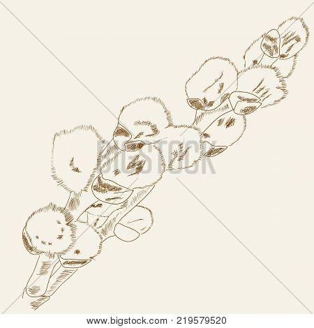 Floral background with pussy willow catkin Vector illustration.