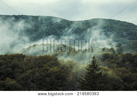 Forest in the gentle clouds , mountain Jastrebac