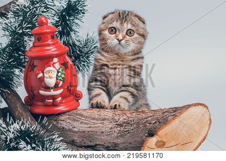 Charming turtle scottish fold kitten meets New Year
