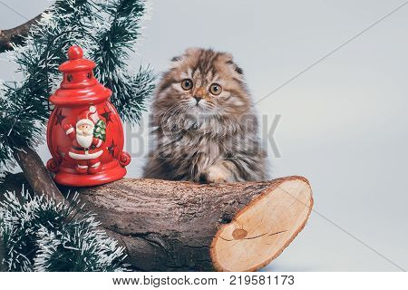 Adorable scottish highland fold kitten waiting for New Year