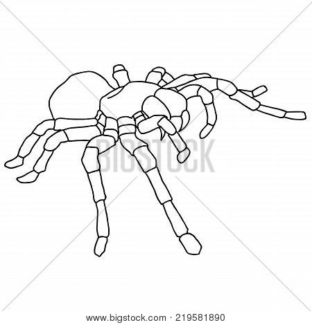 Tattoo spider tarantula on Blom background Vector illustration.