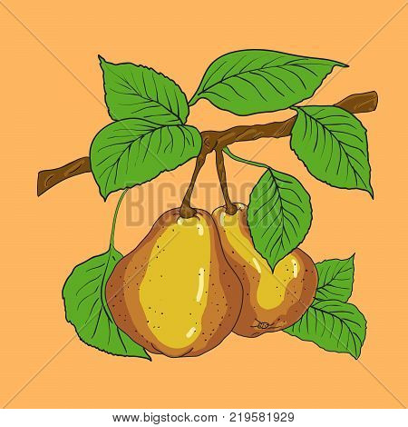 Two mature yellow pears with leaves on a branch. A vector