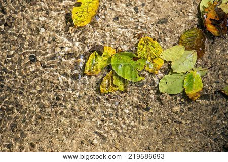 Foliage on the water , yellow green leaves floating on the water