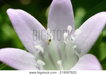 a macro picture of a tiny flower in Florida park
