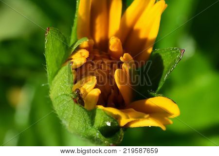 Macro picture of a yellow flower in Florida park