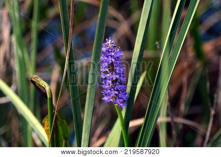 violet flowers open up in Florida park