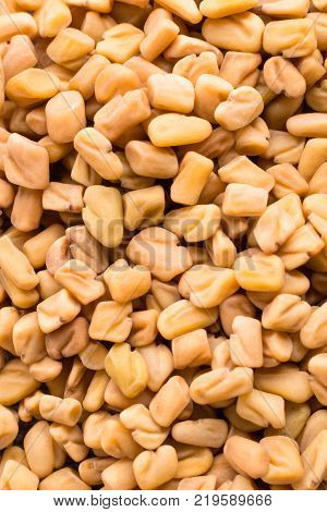 Macro photo of Fenugreek seeds which is useful in reducing blood sugar and preventing diabetes.