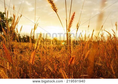 Desho grass Pennisetum pedicellatum at sunset time. Beautiful grass flower. background grass flower and orange light floral background.
