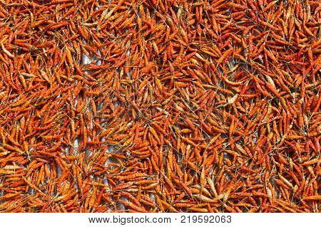 Close up of dry chilli peppers.chilli dry