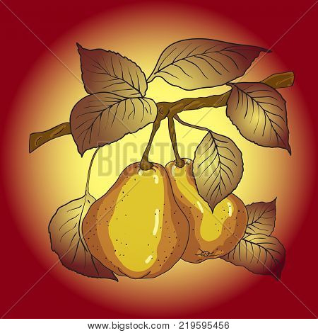 Two mature yellow pears with leaves on a branch. A vector