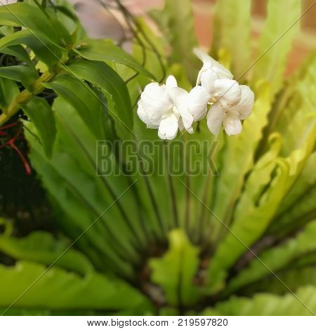 White orchid on blurry green leaves background.
Selective focused and add flare light; copy space for text is at lower section.