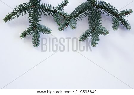 Branches Spanish fir tree branches Abies pinsapo as Christmas decor on a white background.
