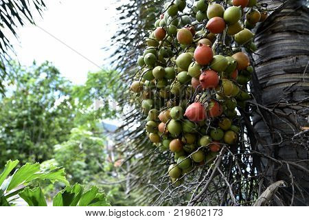 Areca Nuts On The Trees, Calamba City, Laguna, Philippines