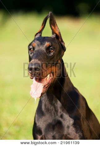 Ritratto di meravigliosa razza dobermann