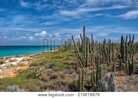 Travel photography - tropical seascape with rocks and cactus in a caribbean island (Cubagua island, Venezuela).