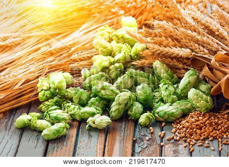 Green hops, malt, ears of barley and wheat grain, ingredients to make beer and bread, agricultural background