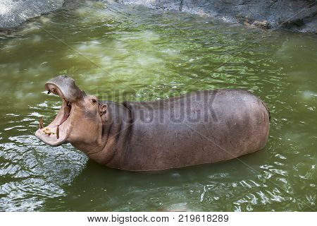 full body jaw of hippopotamus in water pool