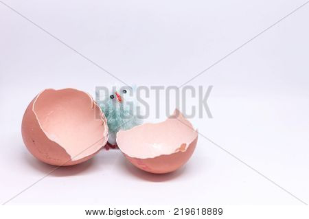 isolated blue chicken sitting in a shell on the background of a broken shell. concept of Easter
