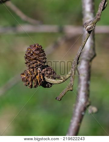 Mature cones on branch Black alder or Alnus glutinosa close-up, selective focus, shallow DOF.