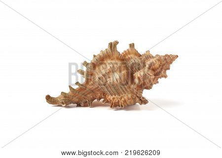 Single sea shell isolated on white background with shadow. Close-up.