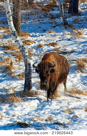 The European bison (Bison bonasus).
The European bison (Bison bonasus), also known as wisent or the European wood bison, is a Eurasian species of bison. It is one of two extant species of bison, alongside the American bison.