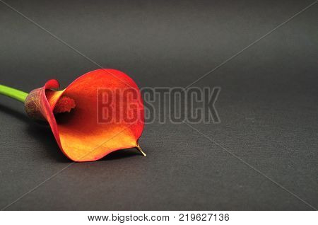 A single Arum lilly isolated on a black background