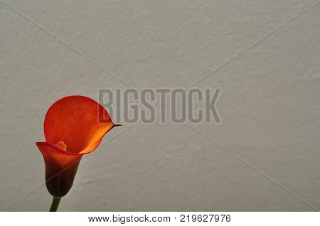 A single Arum lilly isolated on a white background