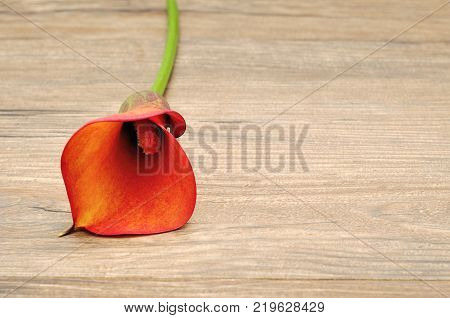 A single Arum lilly isolated on a wooden background