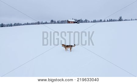 Lonely Dog In Snowy  Landscape  Winter Season