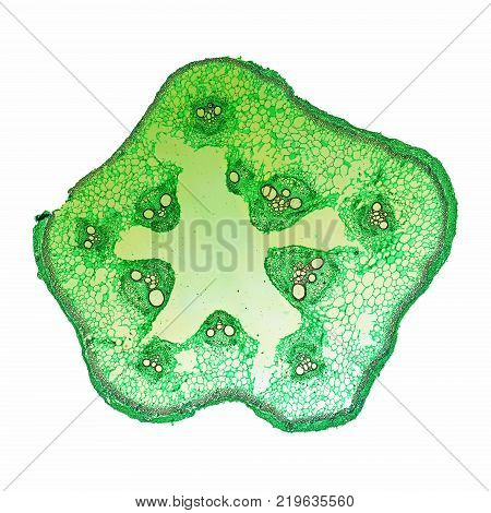 Bamboo Stem Micrograph