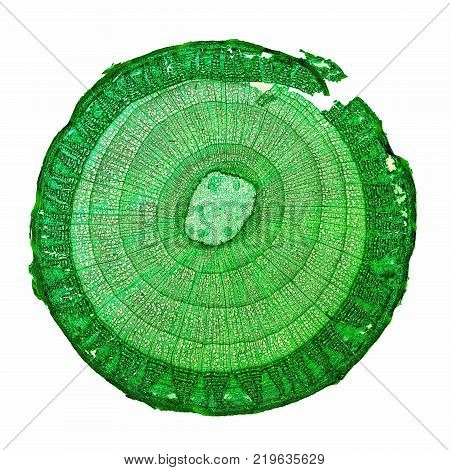 Bamboo Stem Micrograph