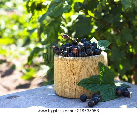 Fresh Berries Of Black Currant In Wooden Bowl On Garden Background. Ribes Aureum Known By The Common